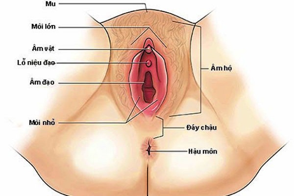 cấu tạo bộ phận sinh dục nữ và chức năng
