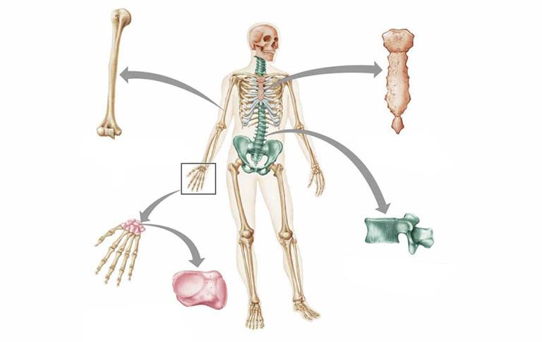 cấu tạo và chức năng của hệ xương