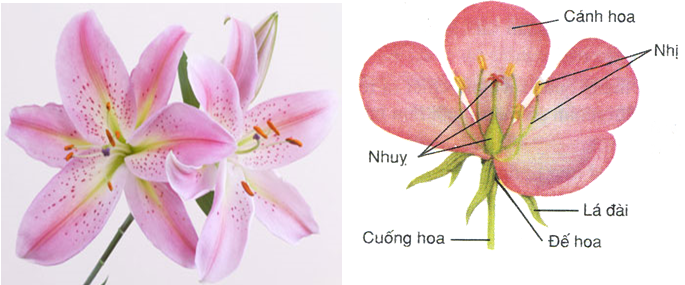 cấu tạo và chức năng của hoa