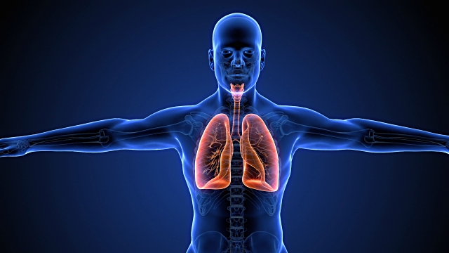 cấu tạo và chức năng của phổi