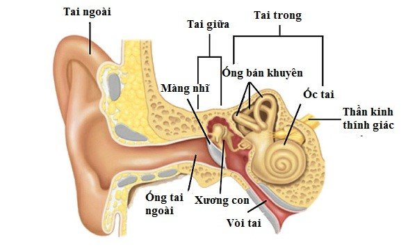 cấu tạo và chức năng của tai người