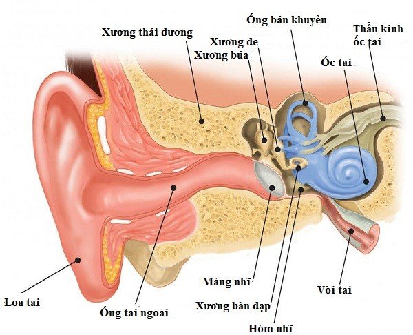 cấu tạo và chức năng của tai