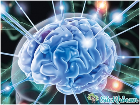 cấu tạo và chức năng của tiểu não
