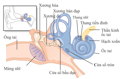 cấu tạo và chức năng ốc tai