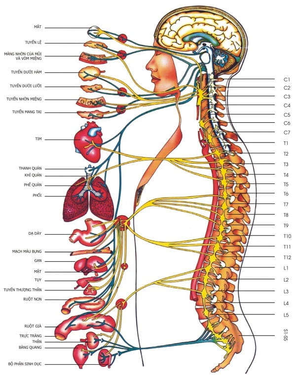 vị trí cấu tạo chức năng của tủy sống